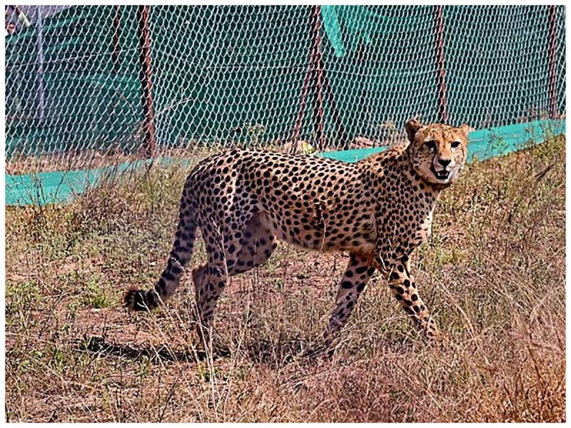 A male cheetah died at Kuno National Park being the eighth big cat to ...